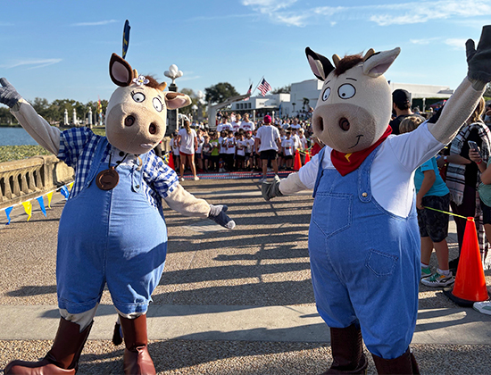 Cows at Red Ribbon Run