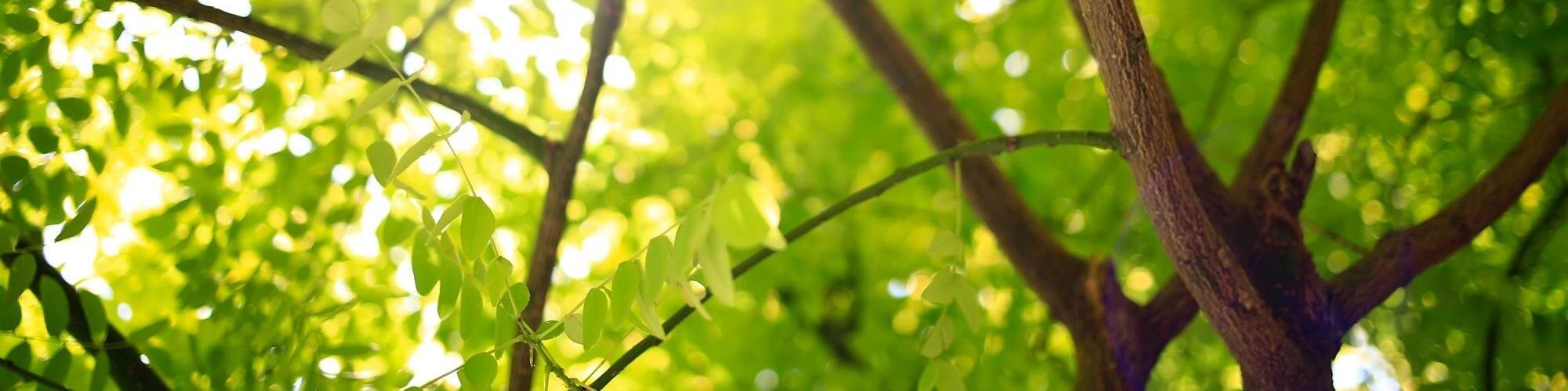 Thin tree branches with green leaves on a sunny day