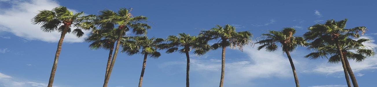 Clear blue skies surrounded by palm trees in Florida
